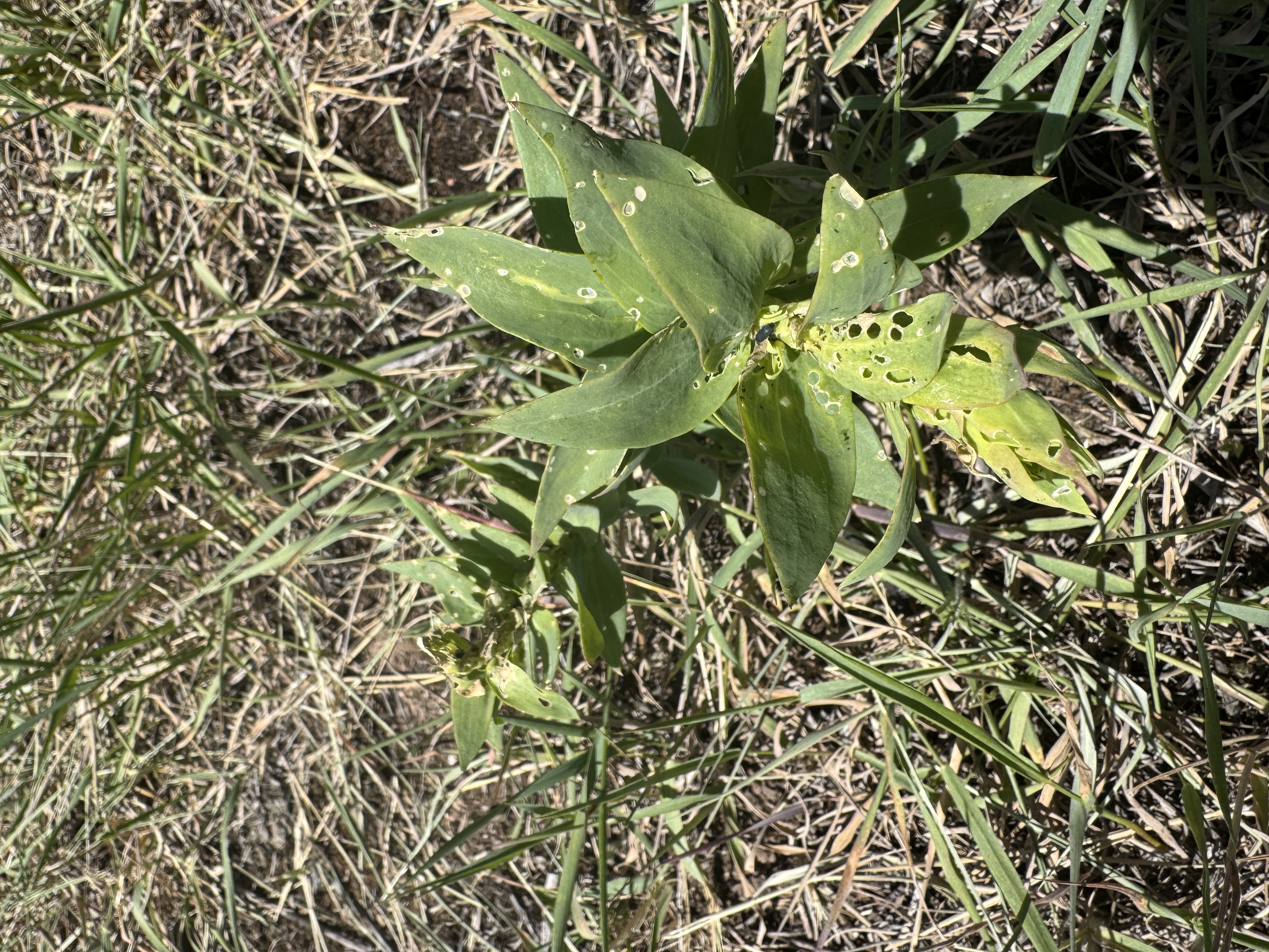 Evidence of weevil herbivory on dalmatian toadflax
