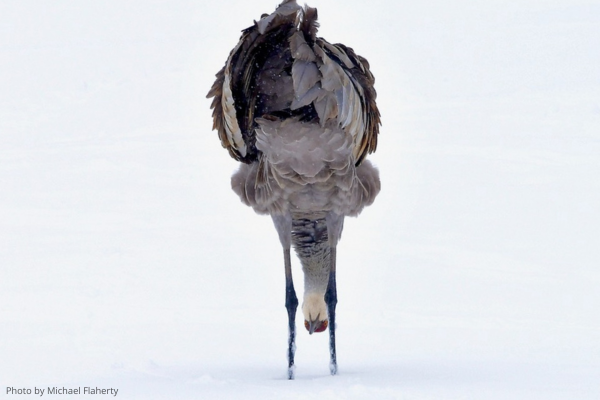 Sandhill crane in snowy field bent down looking through its legs