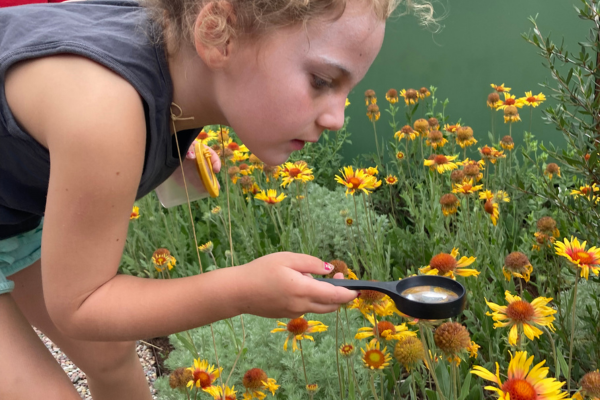 Child using magnifying glass looking at yellow flowers