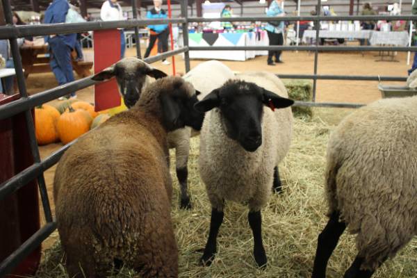 Sheep sticking head through pen at Jr. Livestock show