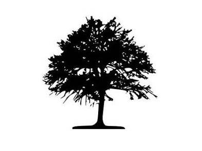 Balm-of-Gilead Poplar | TreeBrowser