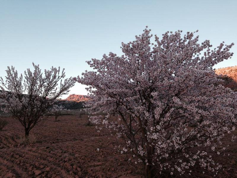 Almond | TreeBrowser