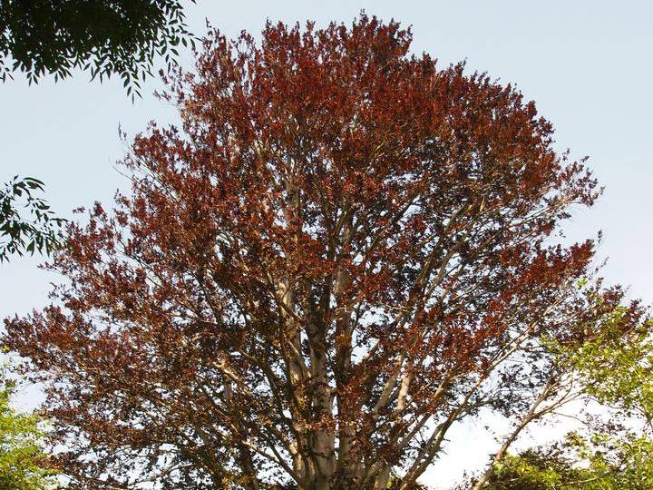 Beech, European | TreeBrowser