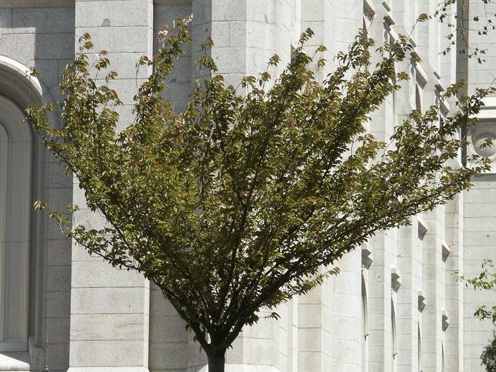 Cherry, Japanese Flowering or Oriental | TreeBrowser