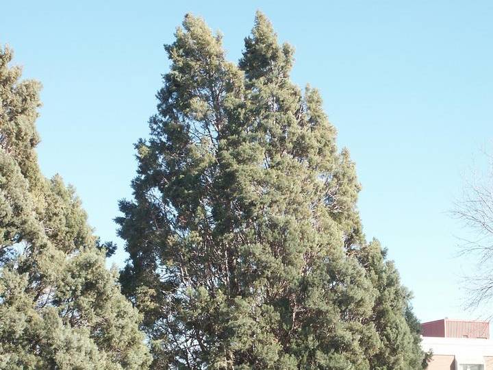 Cypress, Arizona | TreeBrowser