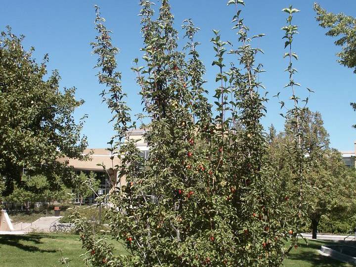 Dogwood, Corneliancherry | TreeBrowser