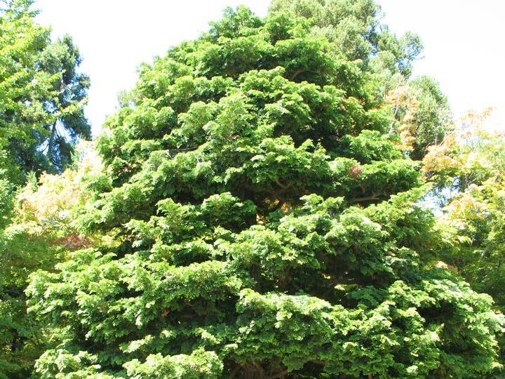 Falsecypress, Hinoki or Hinoki Cypress | TreeBrowser