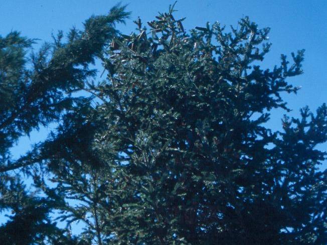 Fir, Grand | TreeBrowser