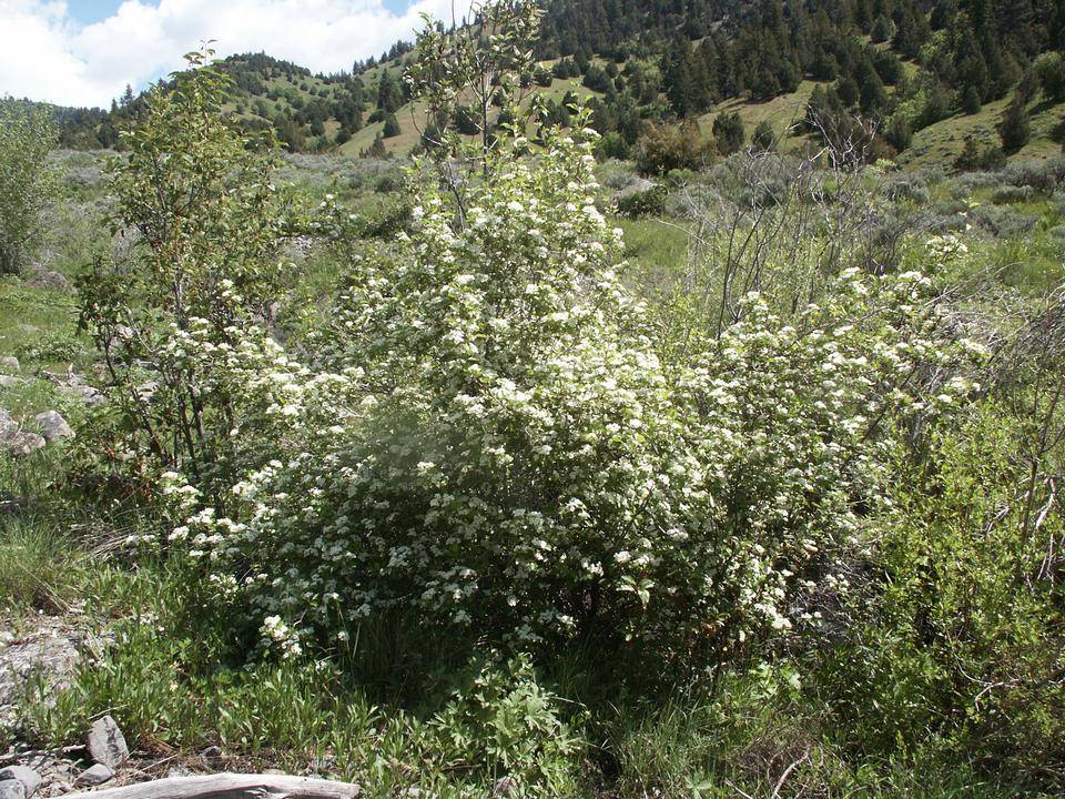 Hawthorn, Black or Douglas | TreeBrowser