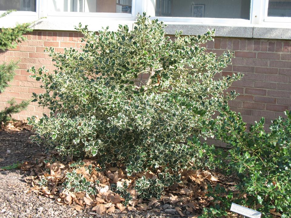 Holly, American | TreeBrowser