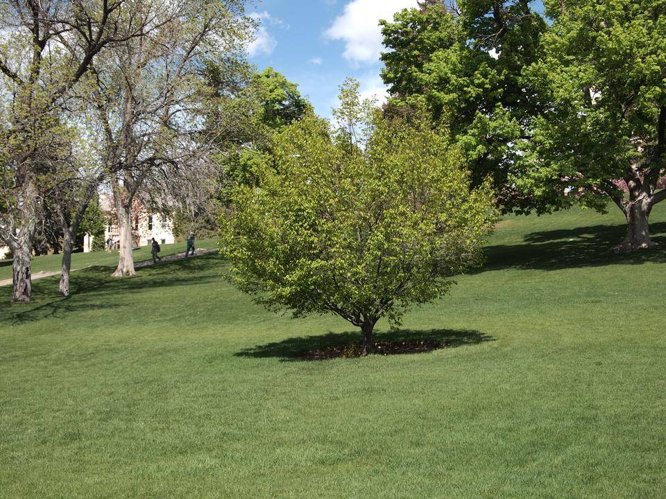 Hornbeam, American or Musclewood | TreeBrowser
