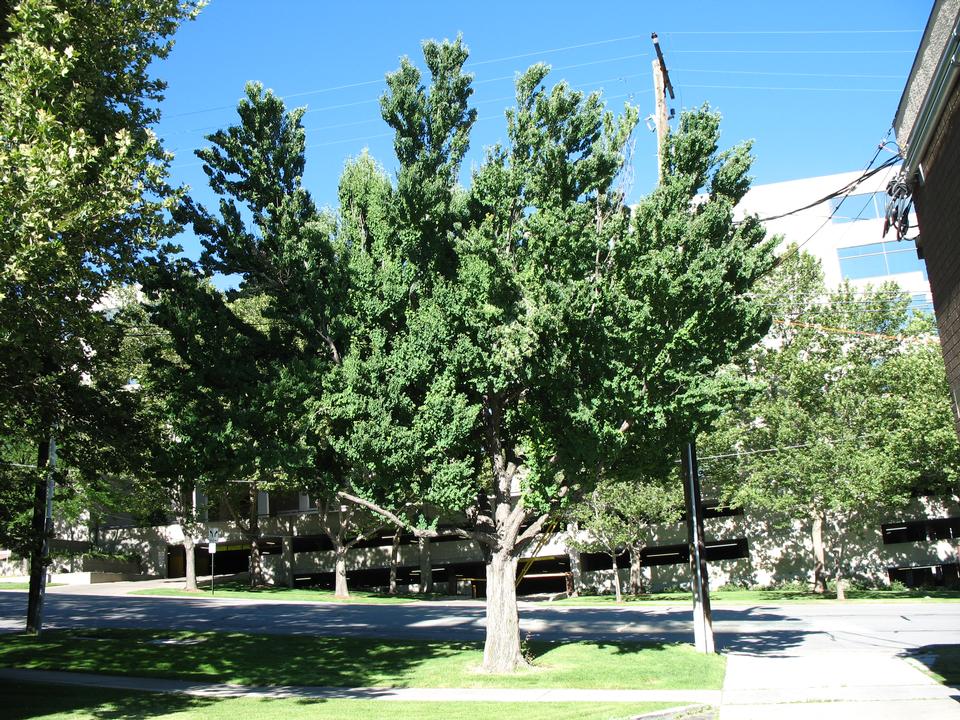 Katsuratree | TreeBrowser