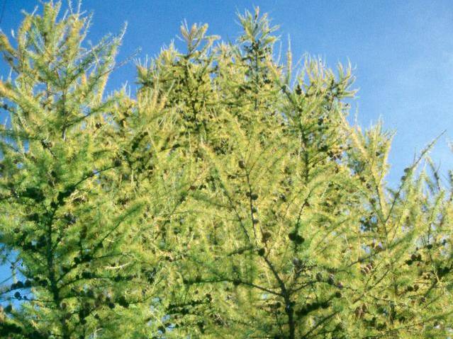 Larch, European | TreeBrowser