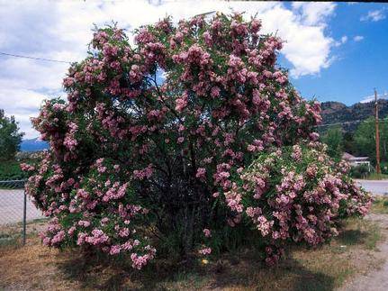 Locust, New Mexican | TreeBrowser