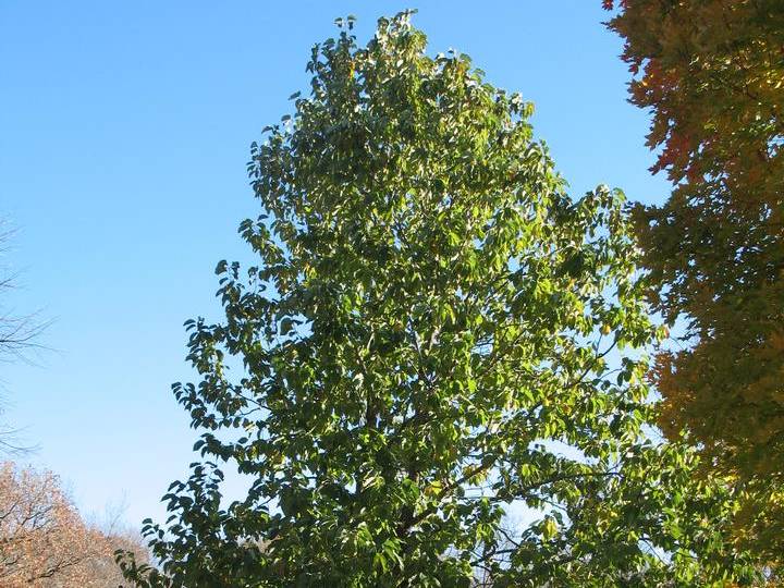 Magnolia, Cucumber or Cucumbertree | TreeBrowser