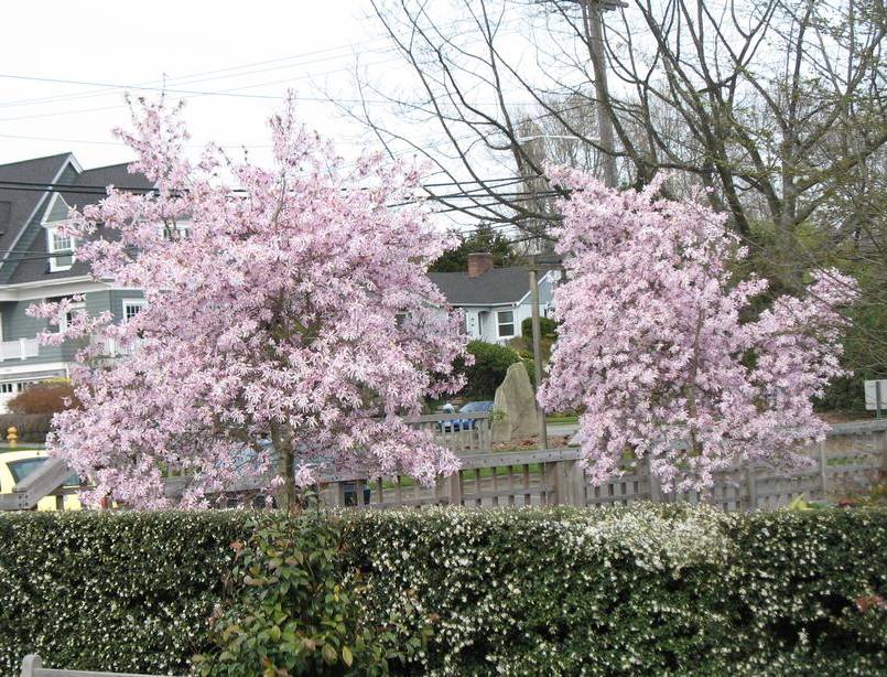 Magnolia, Loebner | TreeBrowser