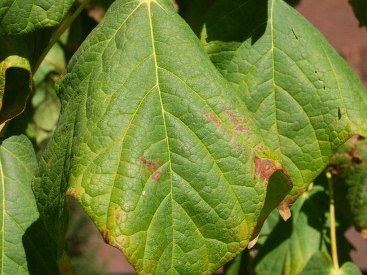 Maple, Black | TreeBrowser