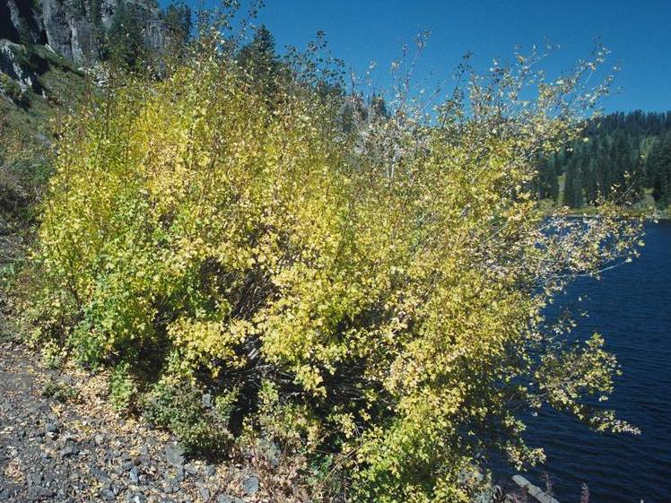 Maple, Rocky Mountain | TreeBrowser