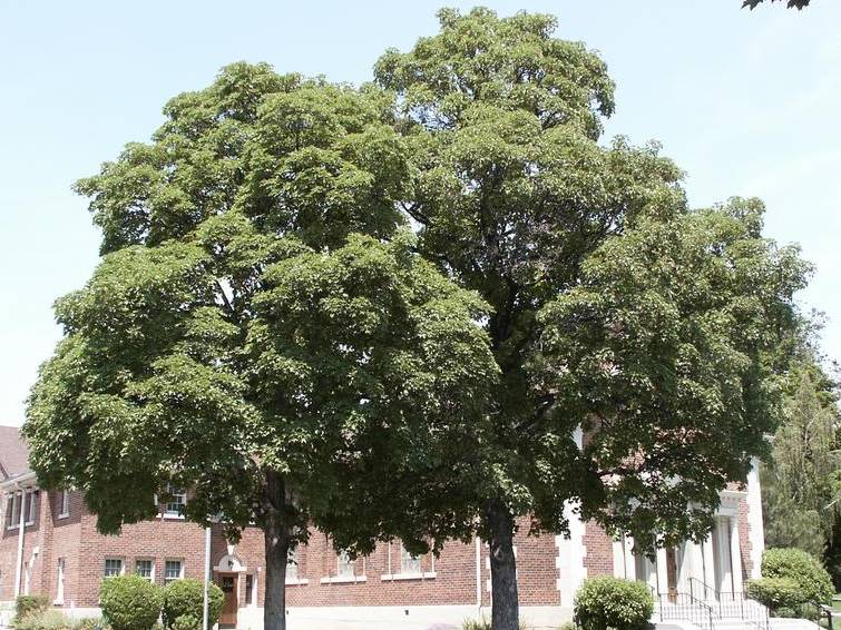 Maple, Sycamore | TreeBrowser