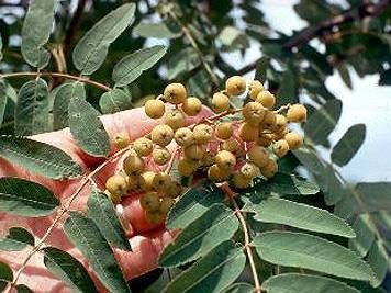 Mountain-ash, American | TreeBrowser