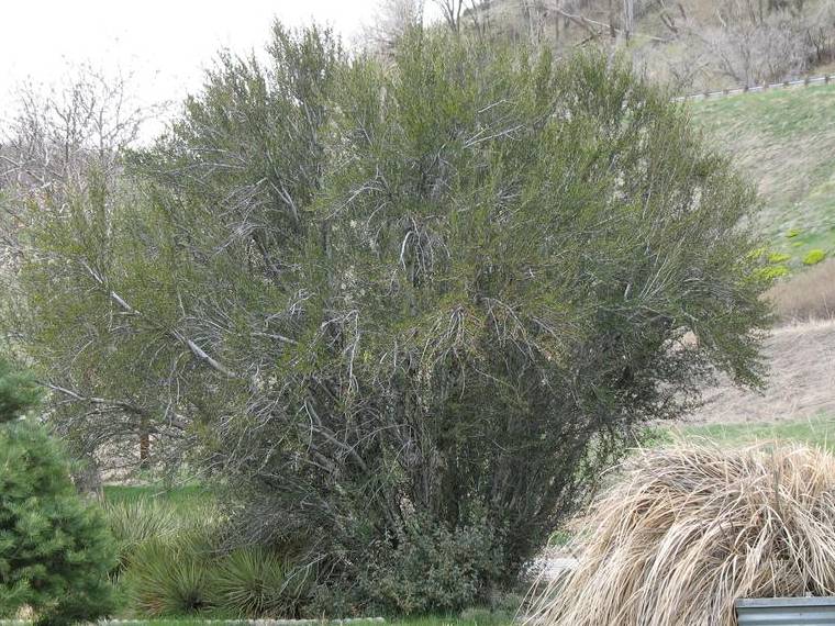 Mountain-mahogany, Curlleaf | TreeBrowser
