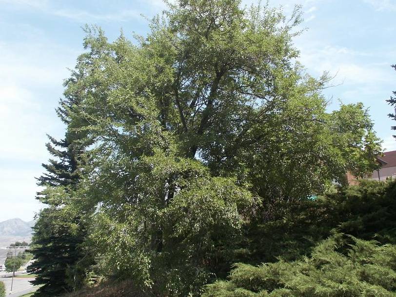 Mulberry, Red | TreeBrowser