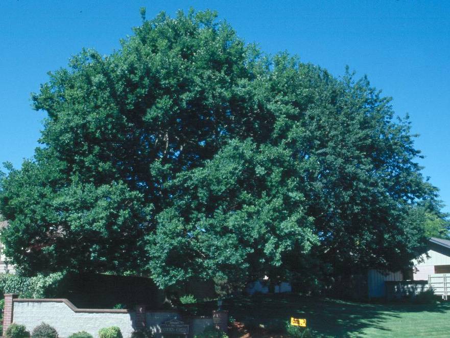 Oak, English | TreeBrowser