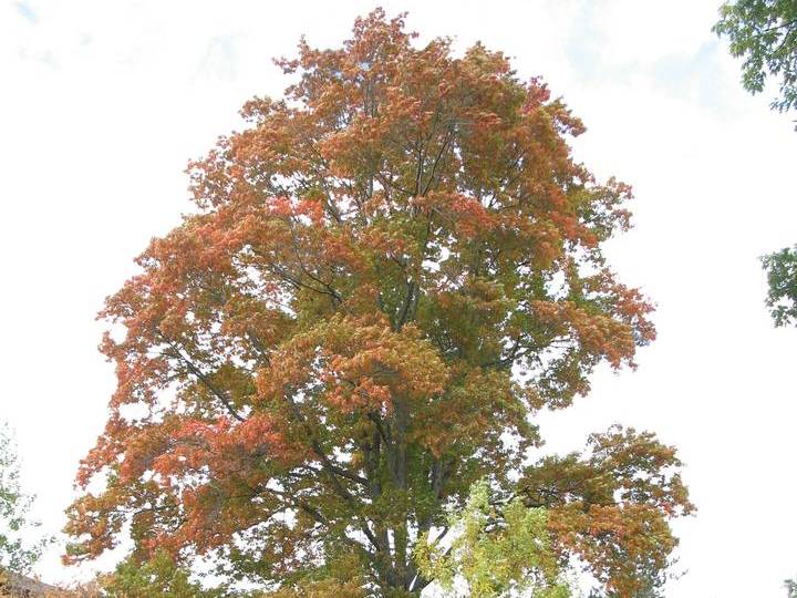 Oak, Pin | TreeBrowser