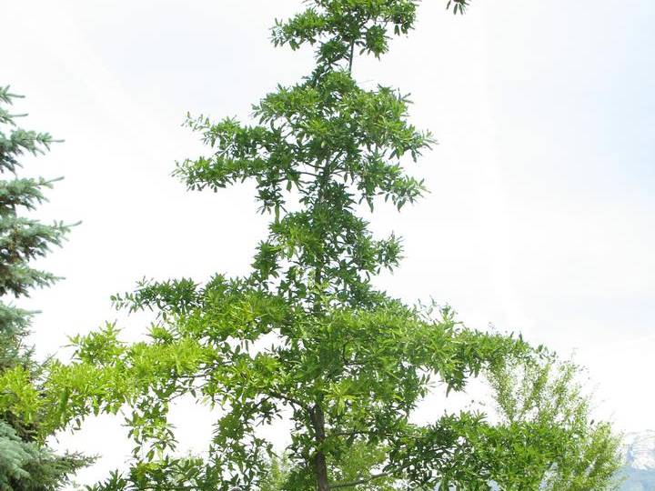Oak, Shingle | TreeBrowser