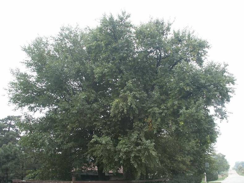 Osage-orange  | TreeBrowser