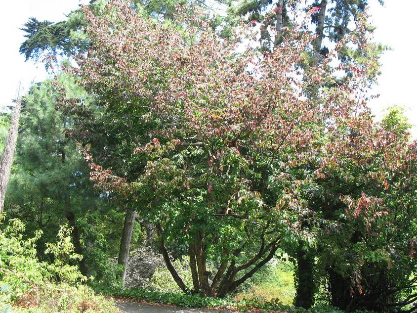 Parrotia, Persian | TreeBrowser