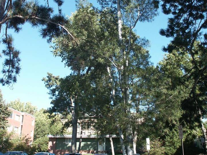 Pine, Lacebark  | TreeBrowser