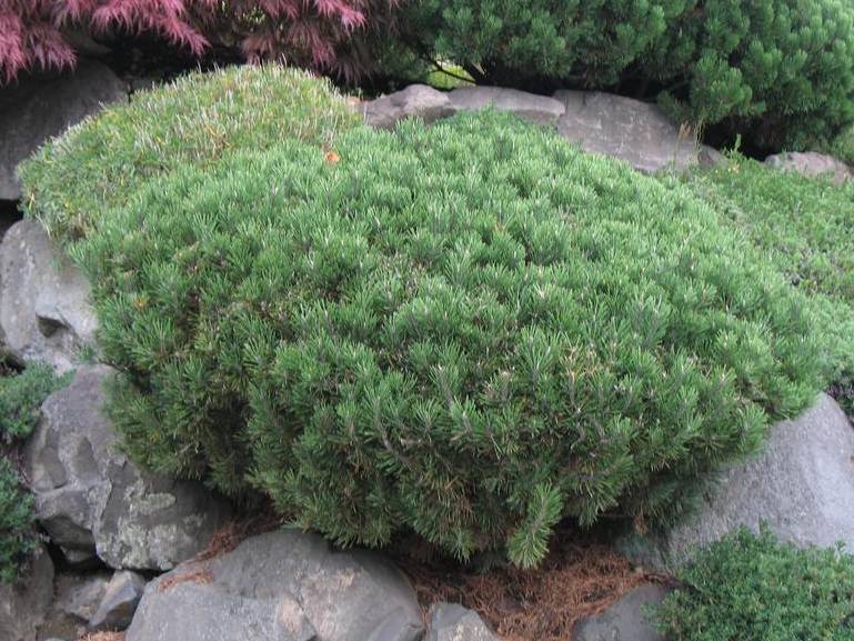 Pine, Mugo or Swiss Mountain | TreeBrowser