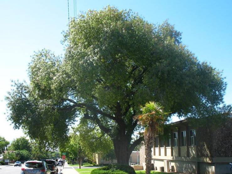 Pistache, Chinese | TreeBrowser