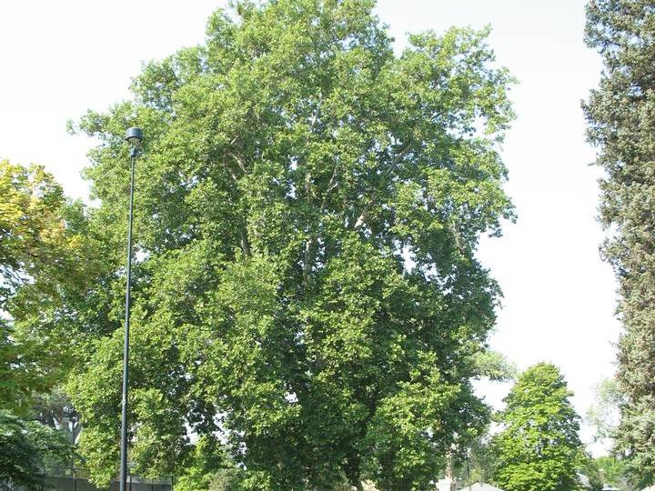 Planetree, London | TreeBrowser