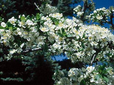 Plum, Common | TreeBrowser