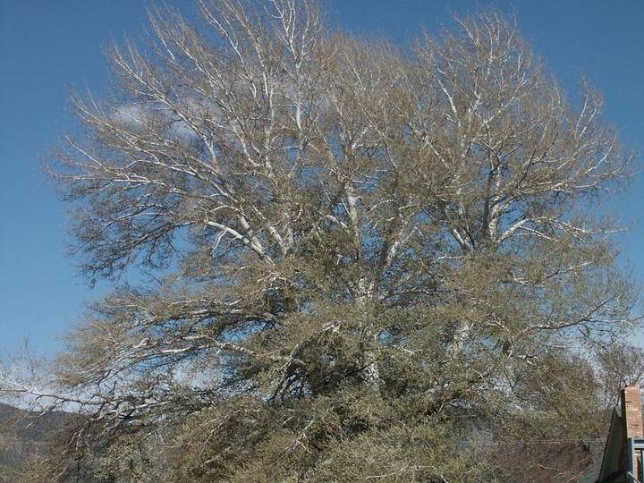 Poplar, White | TreeBrowser