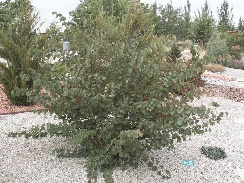 Redbud, California | TreeBrowser