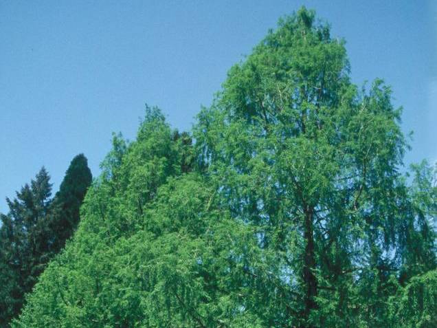 Redwood, Dawn | TreeBrowser