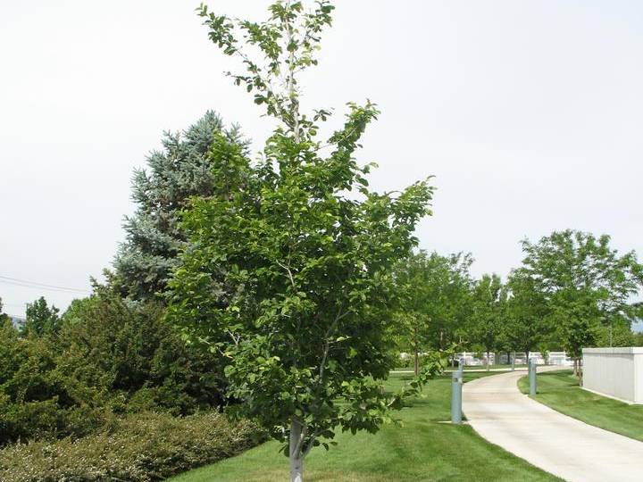 Rubber Tree, Hardy | TreeBrowser