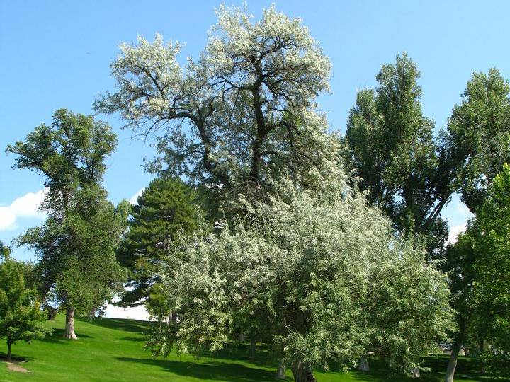 Russian-Olive | TreeBrowser