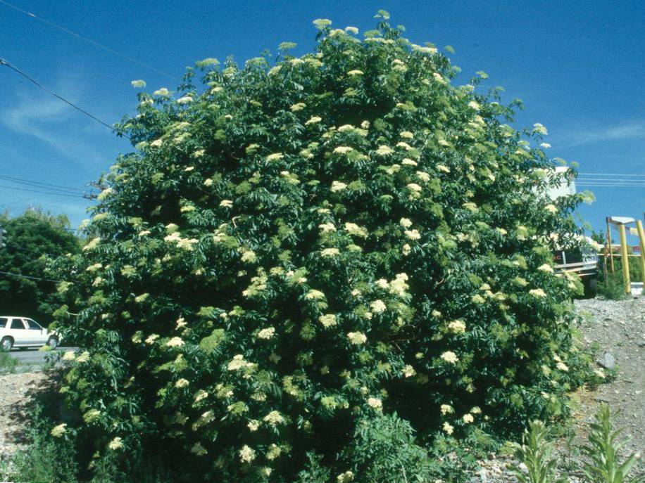 Elder, Blue | TreeBrowser