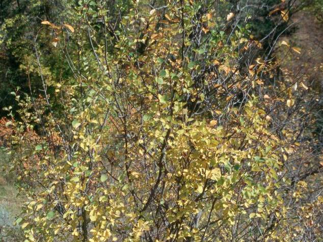 Saskatoon or Western Serviceberry | TreeBrowser