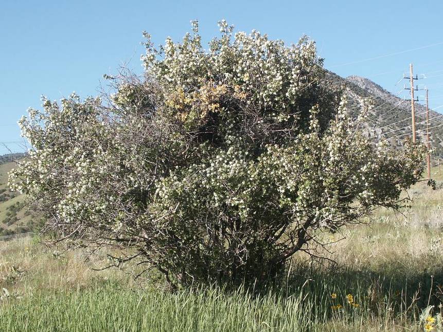 Serviceberry, Utah | TreeBrowser
