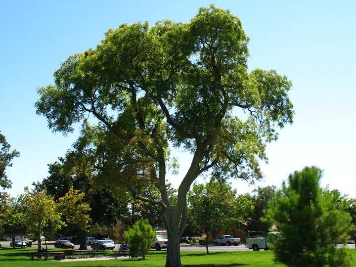 Soapberry, Western | TreeBrowser