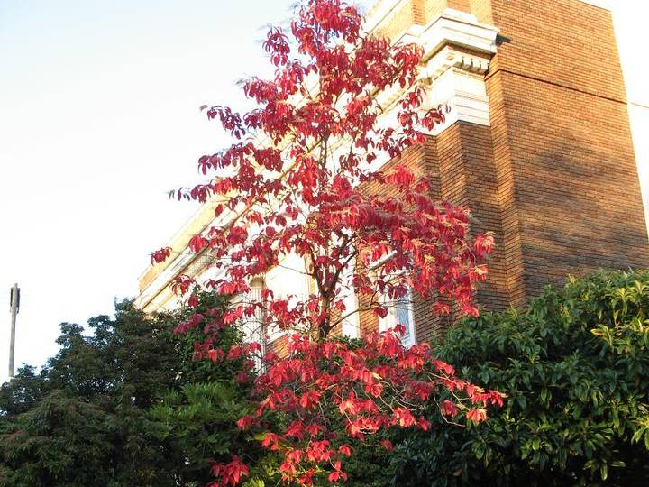 Sourwood | TreeBrowser