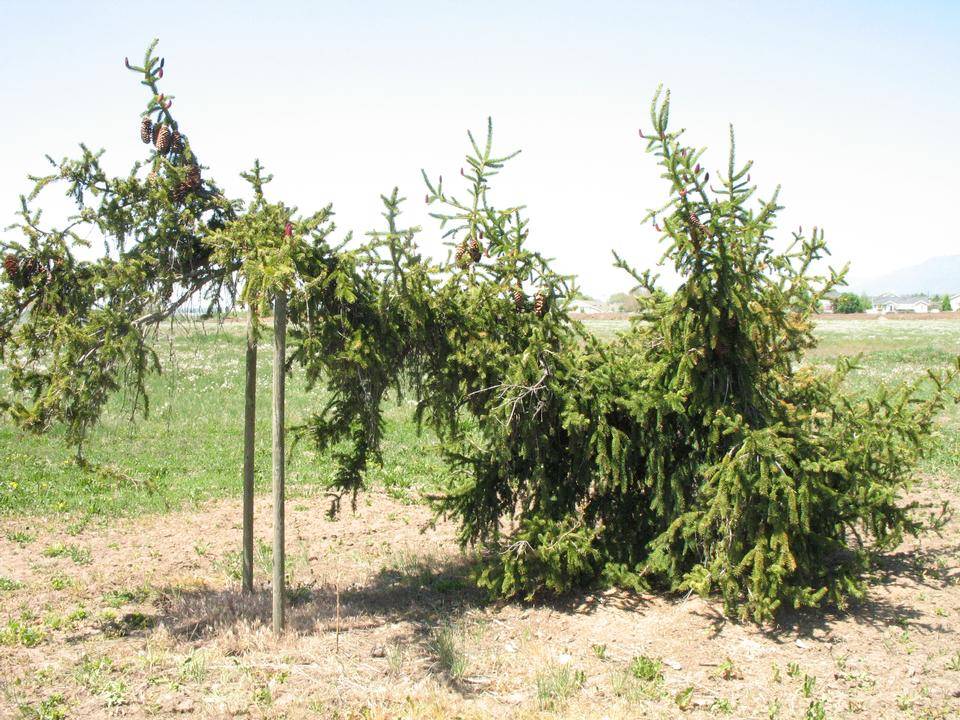 Spruce, Norway | TreeBrowser