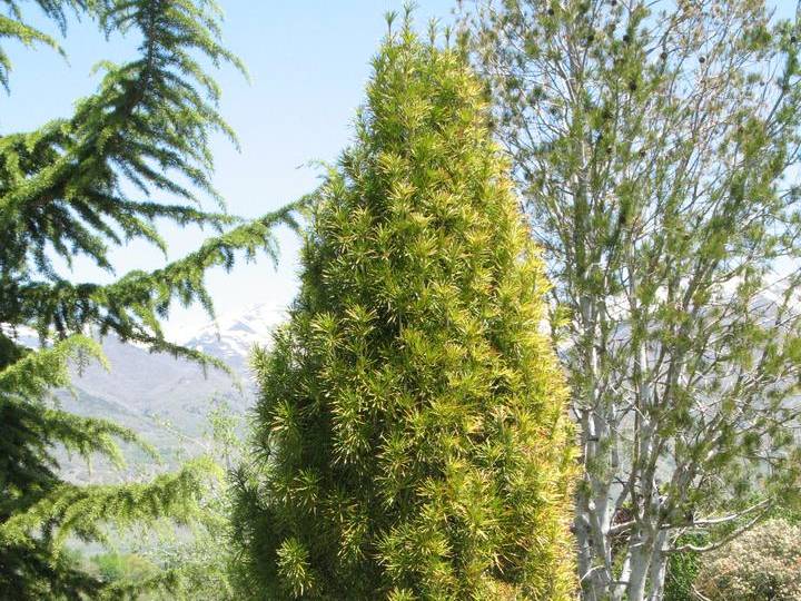 Umbrella-pine or Japanese Umbrella-pine | TreeBrowser