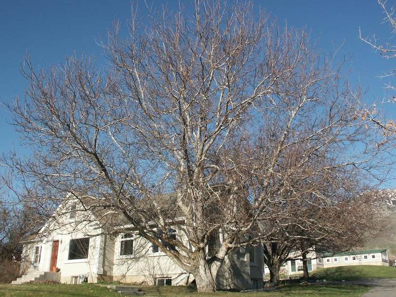 Walnut, English or Persian | TreeBrowser