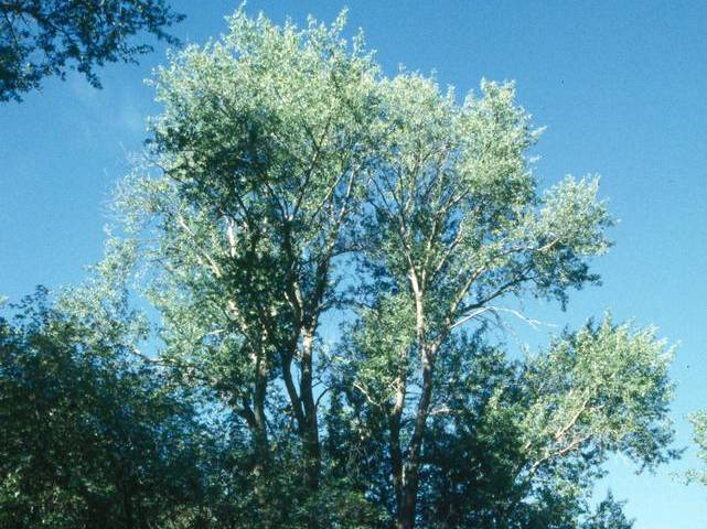 Willow Crack | TreeBrowser